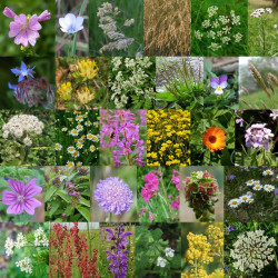 Photos de mélange de fleurs sauvages bonnes terres franches via Wikimedia Commons