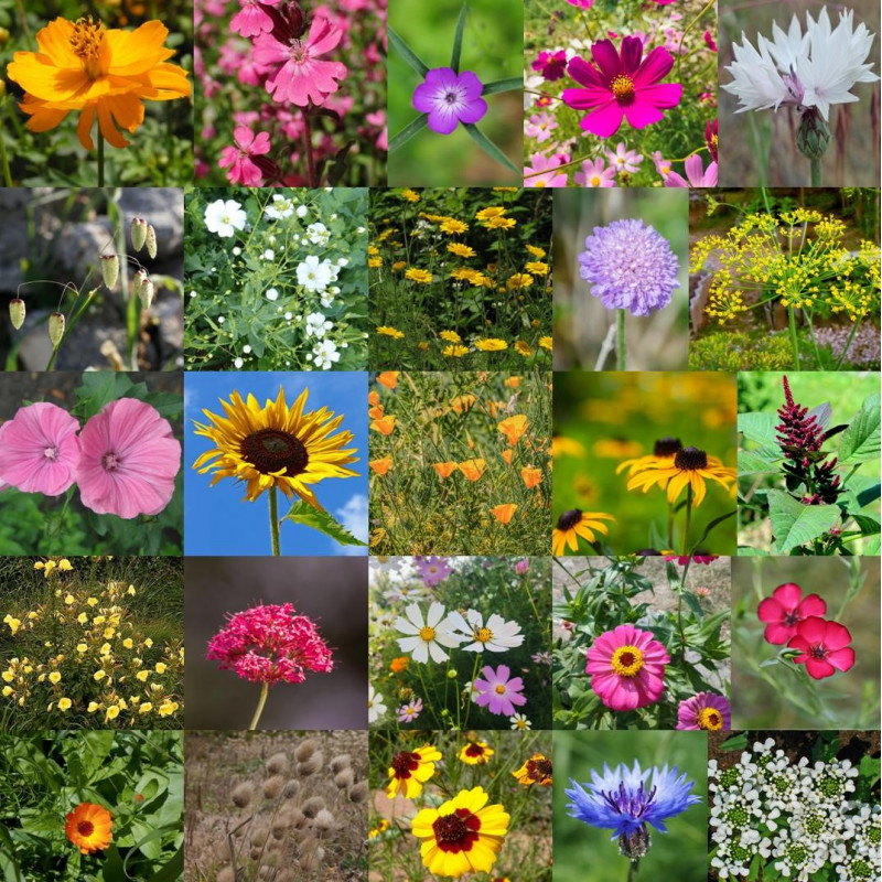 Photos de mélange pour fleurissement contraste via Wikimedia Commons