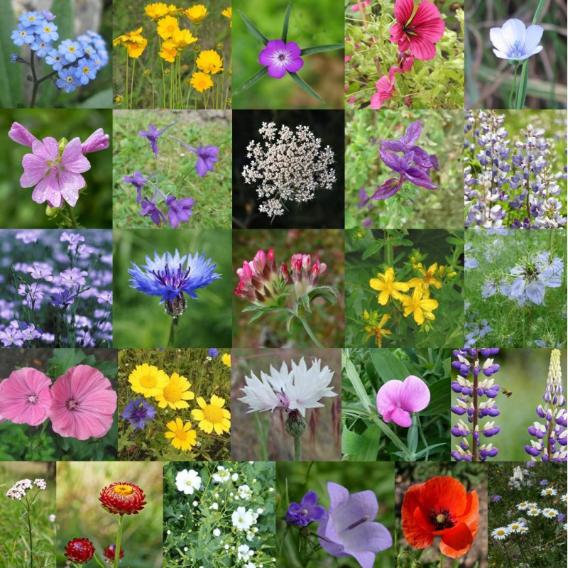 Photos de mélange de fleurs sauvages pour l'aménagement campagne via Wikimedia Commons