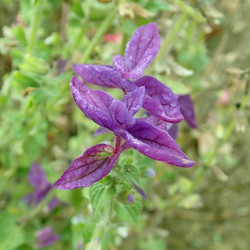 Salvia horminum de Salicyna, CC BY-SA 4.0, via Wikimedia Commons
