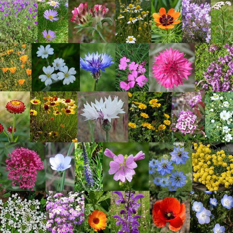 Photos de mélange de fleurs sauvages pour l'aménagement cailloutis via Wikimedia Commons