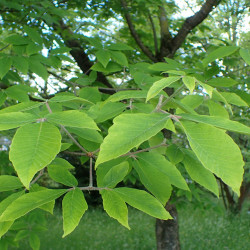 Acer maximowiczianum par Krzysztof Ziarnek, Kenraiz de Wikimedia commons