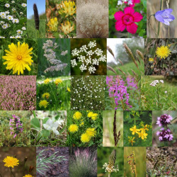 Photos de mélange de fleurs sauvages pour terrains secs non calcaires  via Wikimedia Commons