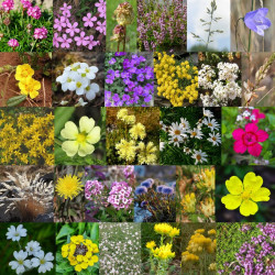 Photos de mélanges de fleurs sauvages pour toits fleuris et gravières via Wikimedia Commons