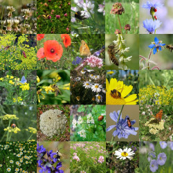 Photos de mélange de fleurs sauvages pour auxiliaires via Wikimedia Commons
