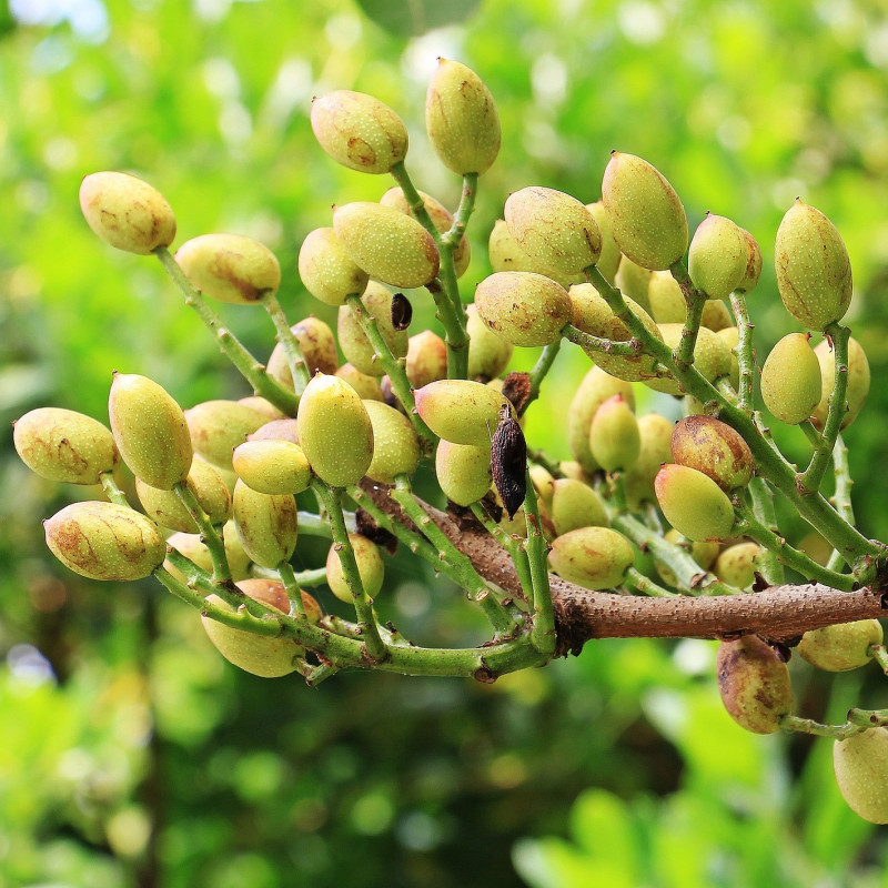 Pistacia vera par S. Hermann & F. Richter de Pixabay Pistacia vera par S. Hermann & F. Richter de Pixabay