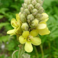 Verbascum_thapsus de gailhampshire from Cradley, Malvern, U.K, CC BY 2.0  via Wikimedia Commons