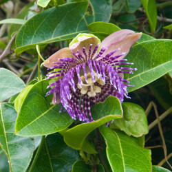Passiflora laurifolia de ArtBrom from Seattle, CC BY-SA 2.0 via Wikimedia Commons