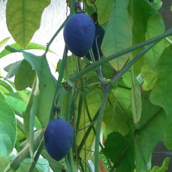 Passiflora morifolia de Density, CC BY-SA 2.5 via Wikimedia Commons