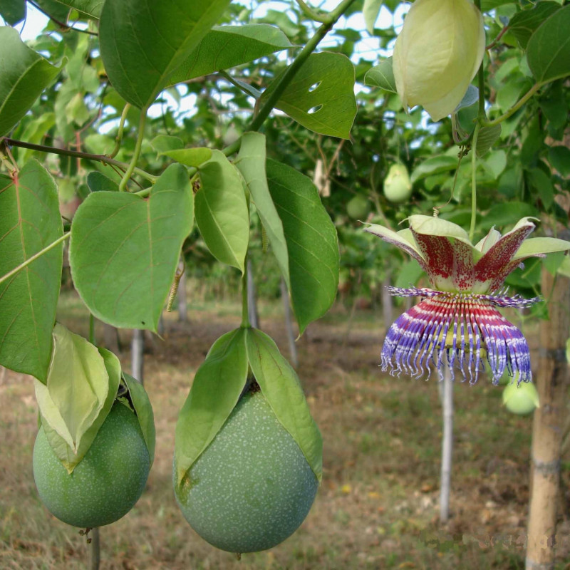 Passiflora maliformis de John Ocampo, Public domain, via Wikimedia Commons Passiflora maliformis de John Ocampo, Public domain, via Wikimedia Commons
