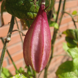 Passiflora capsularis de Léonard Ré-Jorge, CC BY-SA 4.0, via Wikimedia Commons