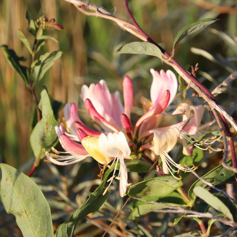 Graines de Lonicera periclymenum ou Chèvrefeuille des bois
