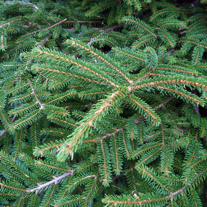 Picea orientalis de Karduelis, Public domain, via Wikimedia Commons