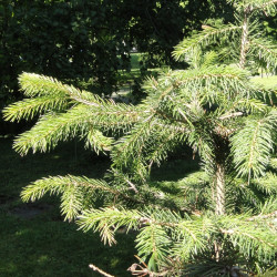 Picea schrenkiana de Daderot, CC0, via Wikimedia Commons