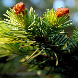 Picea sitchensis de Hedwig Storch, CC BY-SA 3.0, via Wikimedia Commons