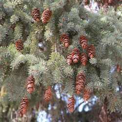 Picea glauca de Joseph O'Brien, USDA Forest Service, Bugwood.org, CC BY-SA 3.0 US, via Wikimedia Commons
