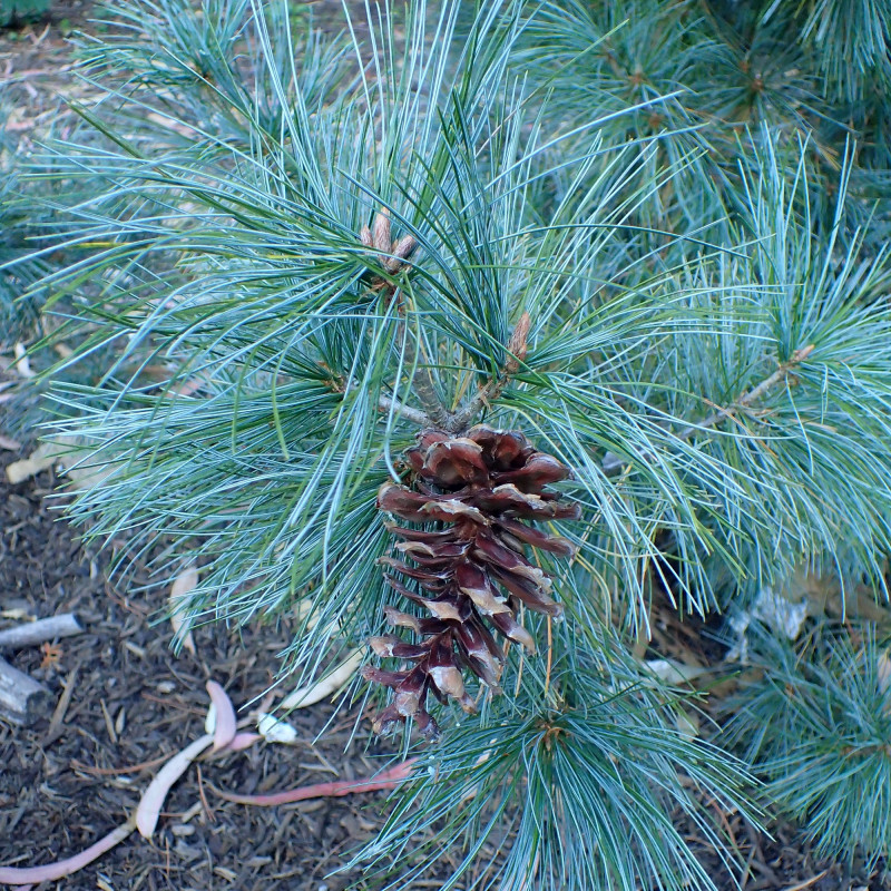 Pinus parviflora de Krzysztof Ziarnek, Kenraiz, CC BY-SA 4.0, via Wikimedia Commons