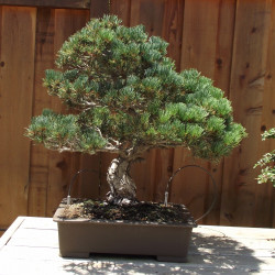 Pinus parviflora de Tortie tude, CC0, via Wikimedia Commons