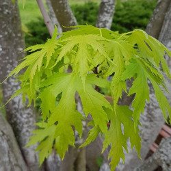 Acer saccharinum Semences du Puy