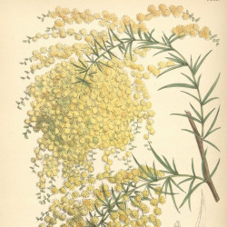 Acacia riceana de Swallowtail Garden Seeds from Santa Rosa, California, United States, CC BY 2.0, via Wikimedia Commons
