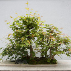 Acer palmatum matsumurae de Cephas, CC BY-SA 3.0, via Wikimedia Commons