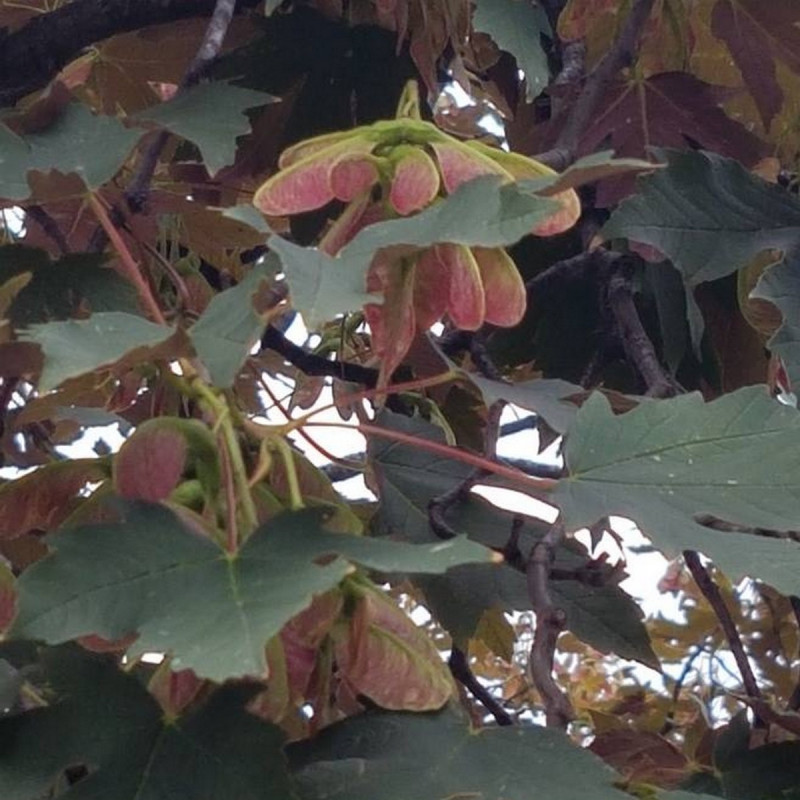 Acer pseudoplatanus atro Semences du Puy