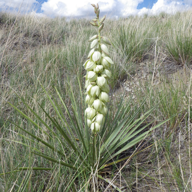 Yucca glauca par Matt Lavin de Bozeman, Montana, États-Unis de Wikimedia commons