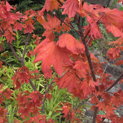 Acer circinatum de John Rusk from Berkeley, CA, United States of America, CC BY 2.0, via Wikimedia Commons