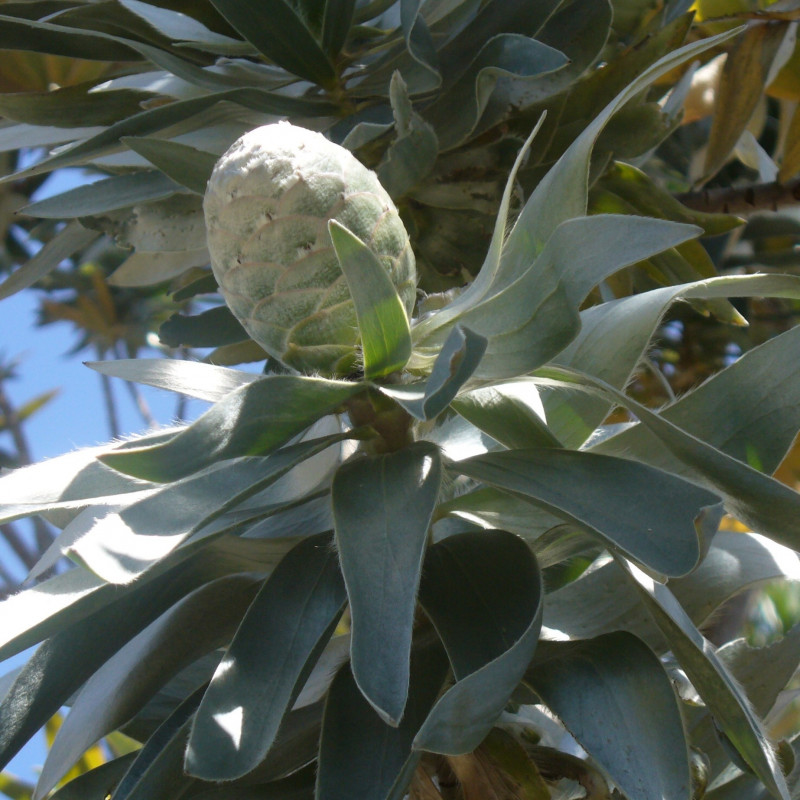 Leucadendron argenteum par Andrew Massyn de Wikimedia commons