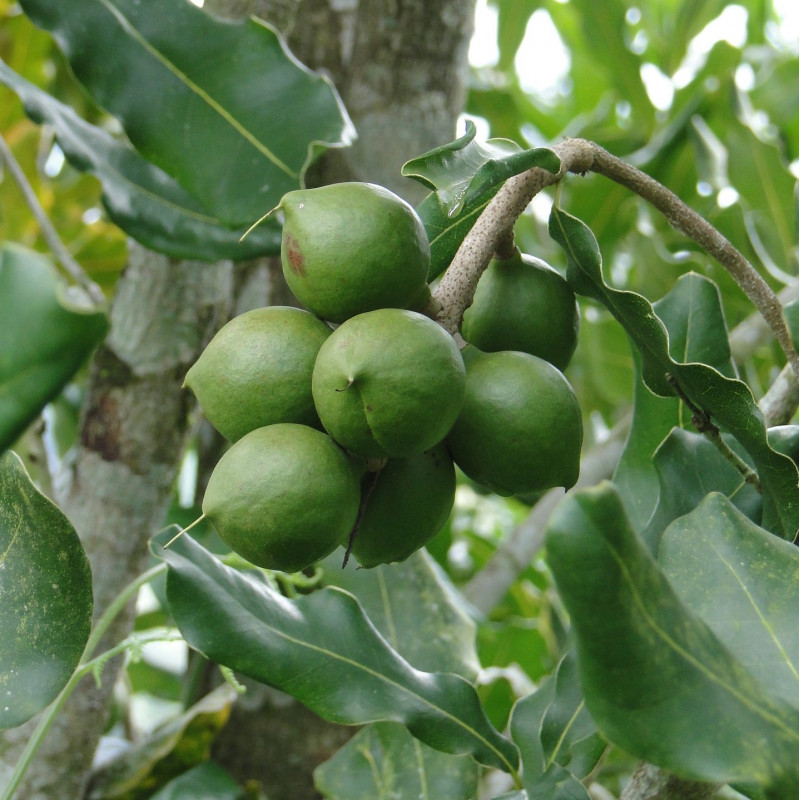 Macadamia integrifolia par Fabio Romero Martinez de Pixabay