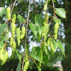 Betula pendula de Meneerke bloem, CC BY-SA 3.0, via Wikimedia Commons