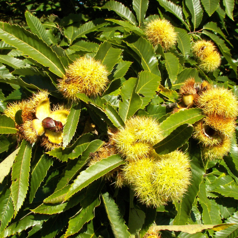 Castanea sativa de Willow, CC BY-SA 3.0, via Wikimedia Commons