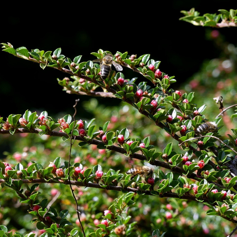 Cotonéaster horizontal de Florian Pépellin, CC BY-SA 4.0, via Wikimedia Commons Cotonéaster horizontal de Florian Pépellin, CC BY-SA 4.0, via Wikimedia Commons