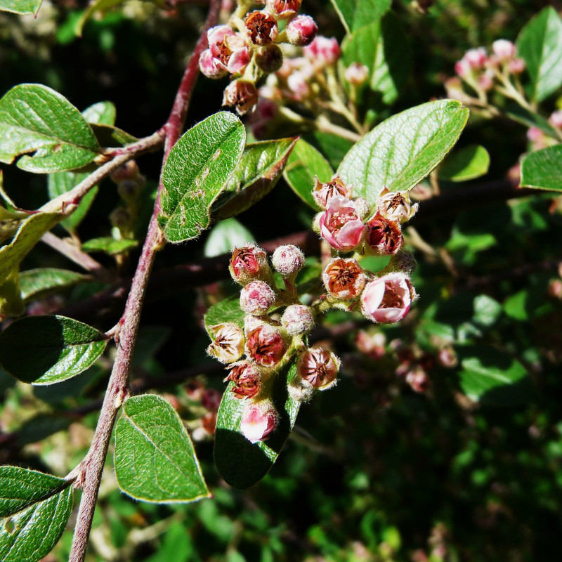 Cotoneaster Franchetii / Cotonéaster De Franchet / Conteneur De 3 à