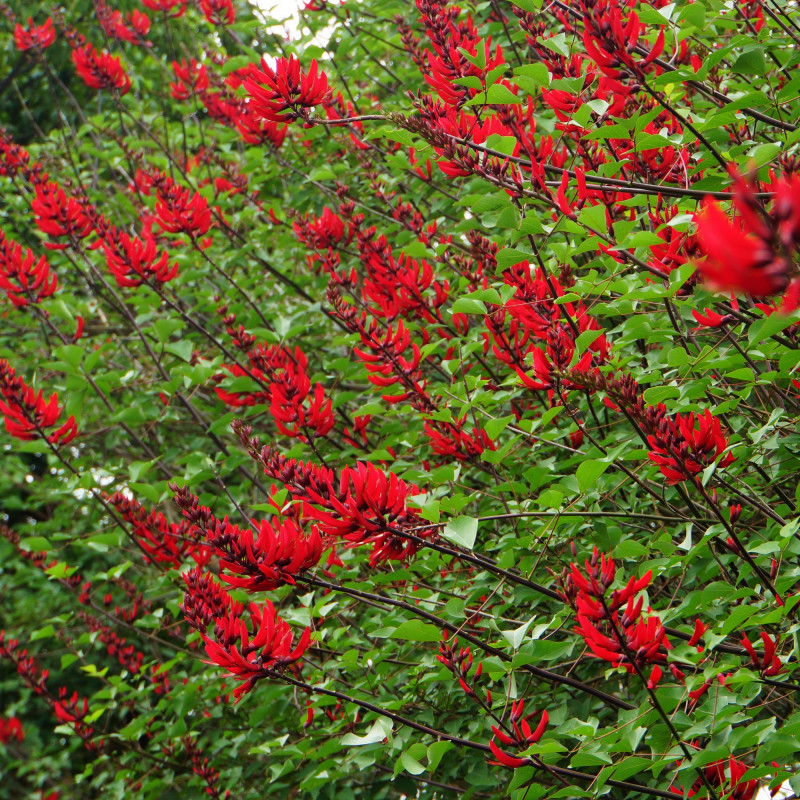 Erythrina corallodendron de lienyuan lee, CC BY 3.0, via Wikimedia Commons