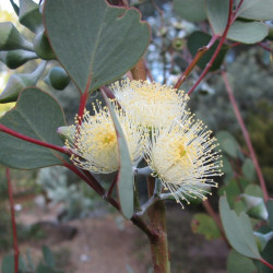 Eucalyptus orbifolia de Melburnian, CC BY-SA 3.0, via Wikimedia Commons