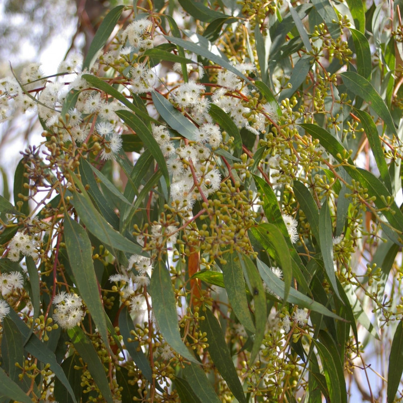 Eucalyptus racemosa de John Robert McPherson, CC BY-SA 4.0, via Wikimedia Commons