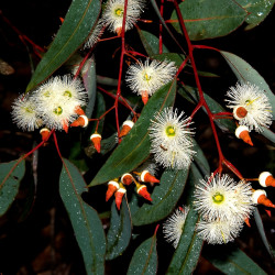 Eucalyptus marginata de Podiceps60, CC BY-SA 3.0, via Wikimedia Commons