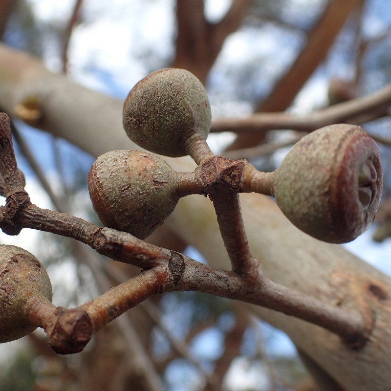 Eucalyptus youmanii de Geoff Derrin, CC BY-SA 4.0 via Wikimedia Commons