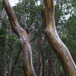 Eucalyptus subcucrenulata de brewbooks from near Seattle, USA, CC BY-SA 2.0, via Wikimedia Commons