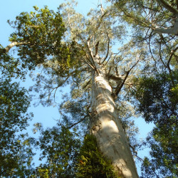 Eucalyptus regnans de Pimlico27, CC BY-SA 4.0 via Wikimedia Commons