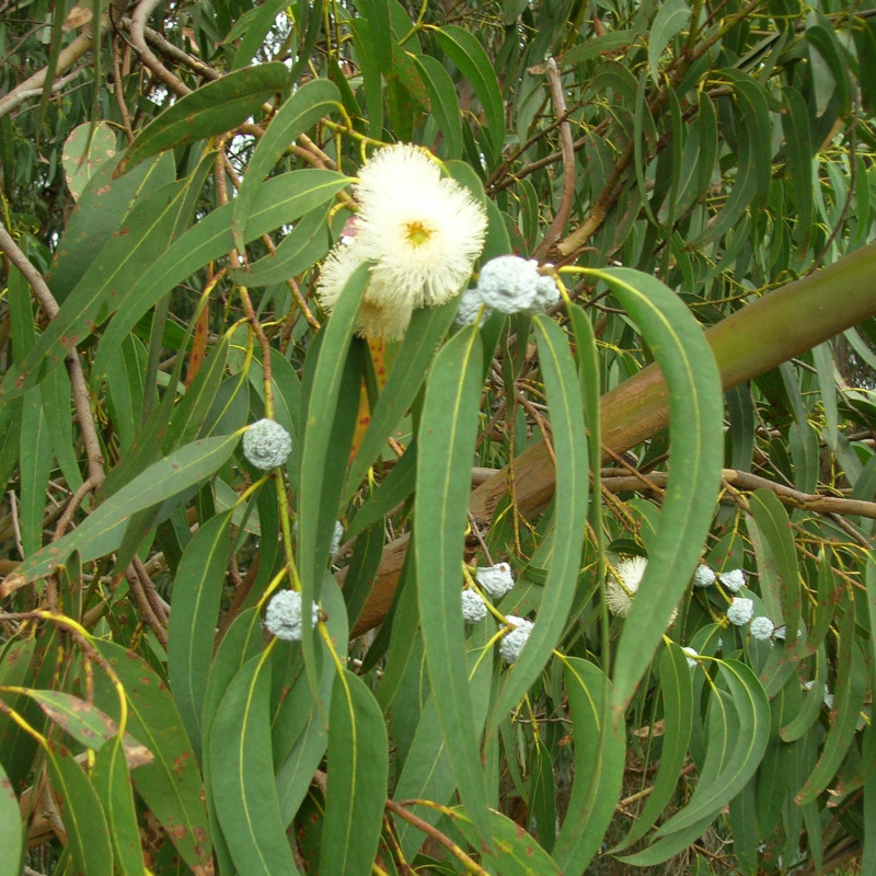 Eucalyptus globulus par Forest et Kim Starr de Wikimedia commons