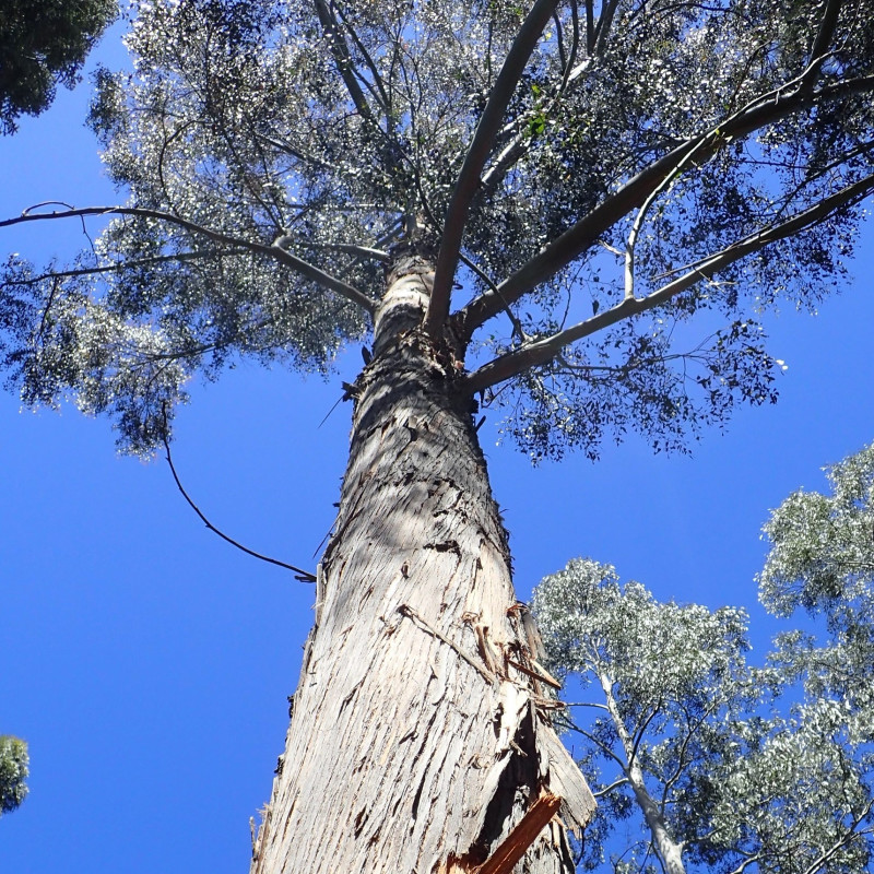 Eucalyptus delegatensis de Krzysztof Ziarnek, Kenraiz, CC BY-SA 4.0, via Wikimedia Commons