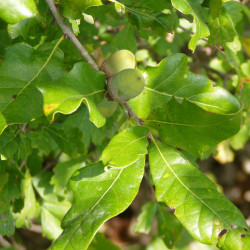 Quercus stellata par Benjamin Bruce de Wikimedia commons