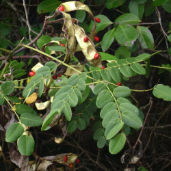 Adenanthera pavonina par Tau'olunga de Wikimedia commons