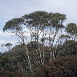 Eucalyptus kybeanensis de Ian Brooker and David Kleinig, CC BY 3.0 AU, via Wikimedia Commons