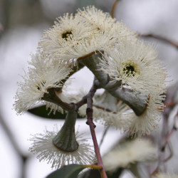 Eucalyptus coccifera de Jean-Michel Moullec, CC BY 2.0, via Wikimedia Commons