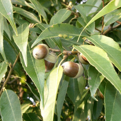 Quercus myrsinifolia par KENPEI de Wikimedia commons