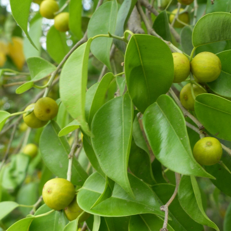 Ficus benjamina de Demukher2408, CC BY-SA 4.0, via Wikimedia Commons