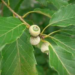 Quercus serrata par KENPEI de Wikimedia commons